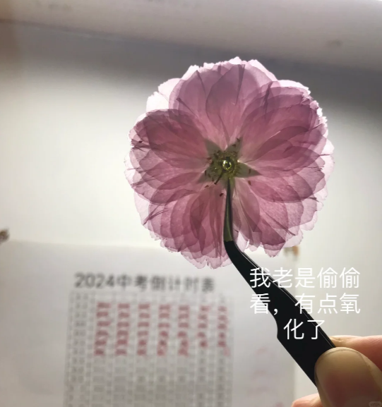 第一次压花压成这样算成功吗-马来西亚论坛-地区-521.LV